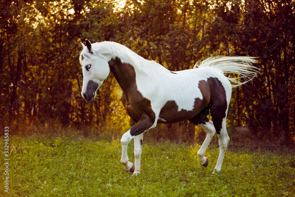 beautiful and sublime stallion Prince trotting on summer sunset, paint horse, brown and white horse in summer sunset, horse portrait beautiful and sublime stallion Prince trotting on summer sunset, paint horse, brown and white horse in summer sunset, horse portrait