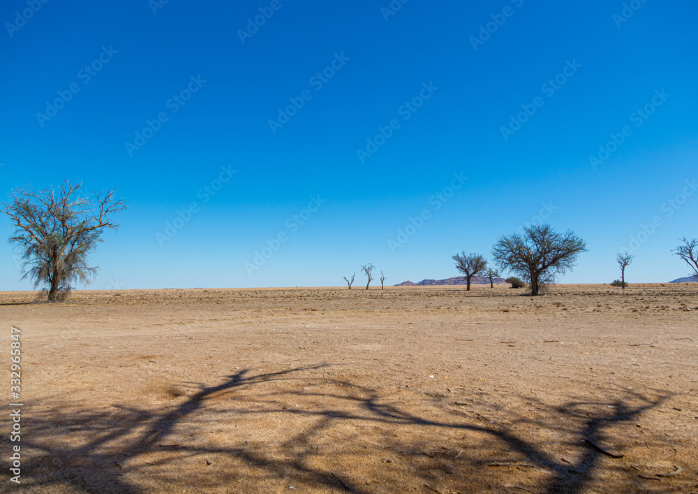 Plants and trees at the namib desert in Namibia