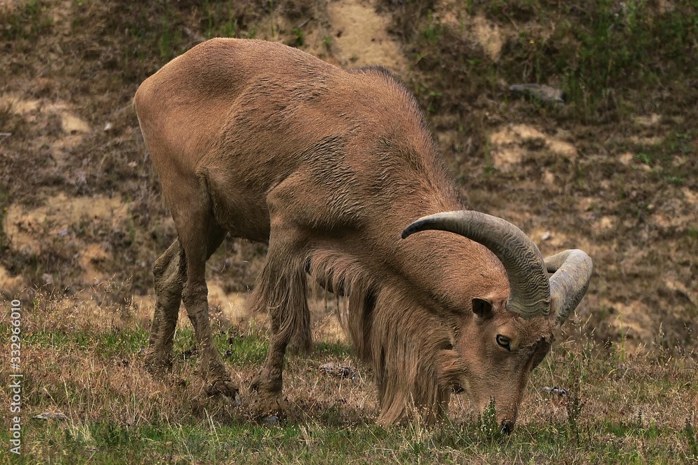 Fototapeta premium fauna