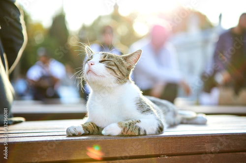 Sticker Cat on the street of Istanbul, Turkey