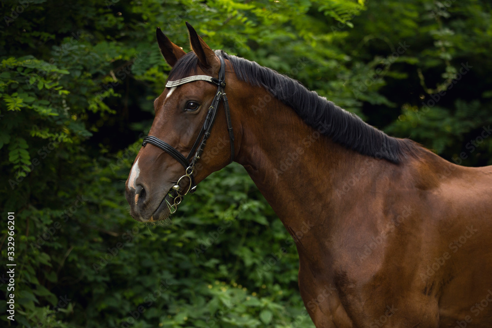 beautiful brown horse with black mane and with bridle standing in forest beautiful brown horse with black mane and with bridle standing in forest