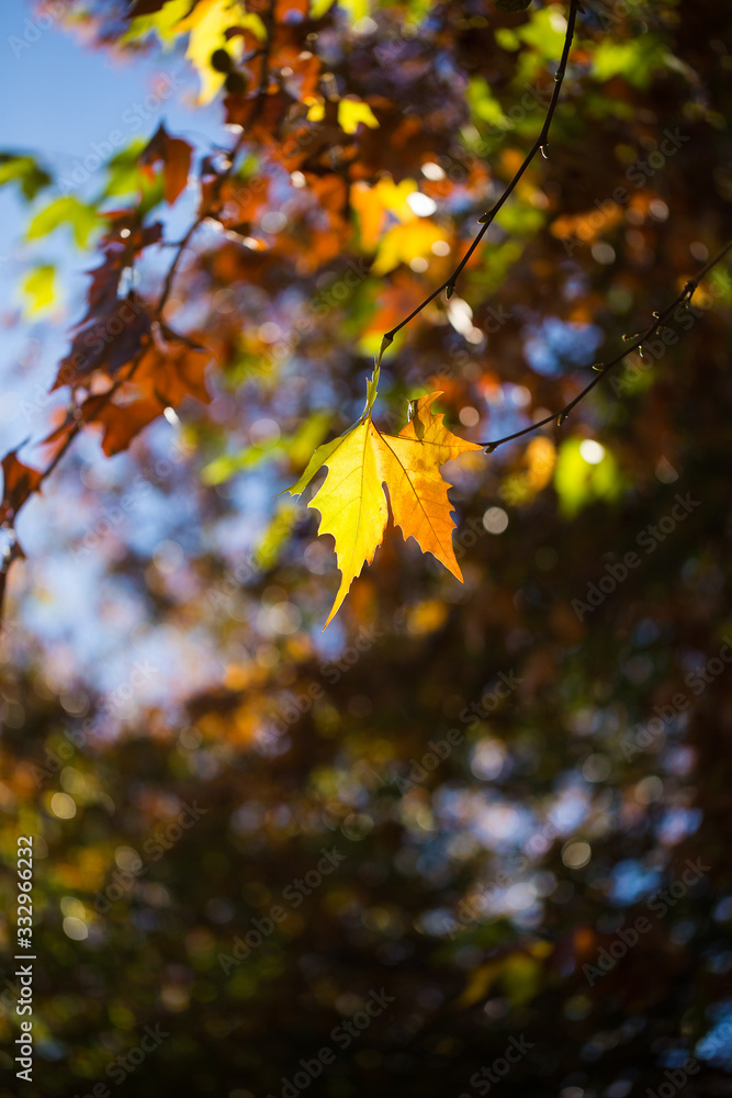 Fototapeta premium Stunning autumn colours in maples leaves