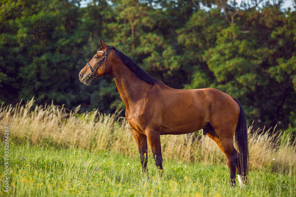 Fototapeta premium beautiful brown horse with black mane and with bridle standing in forest 