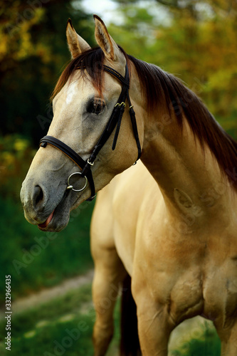 Beautiful and graceful quarter horse buck skin coloured portrait