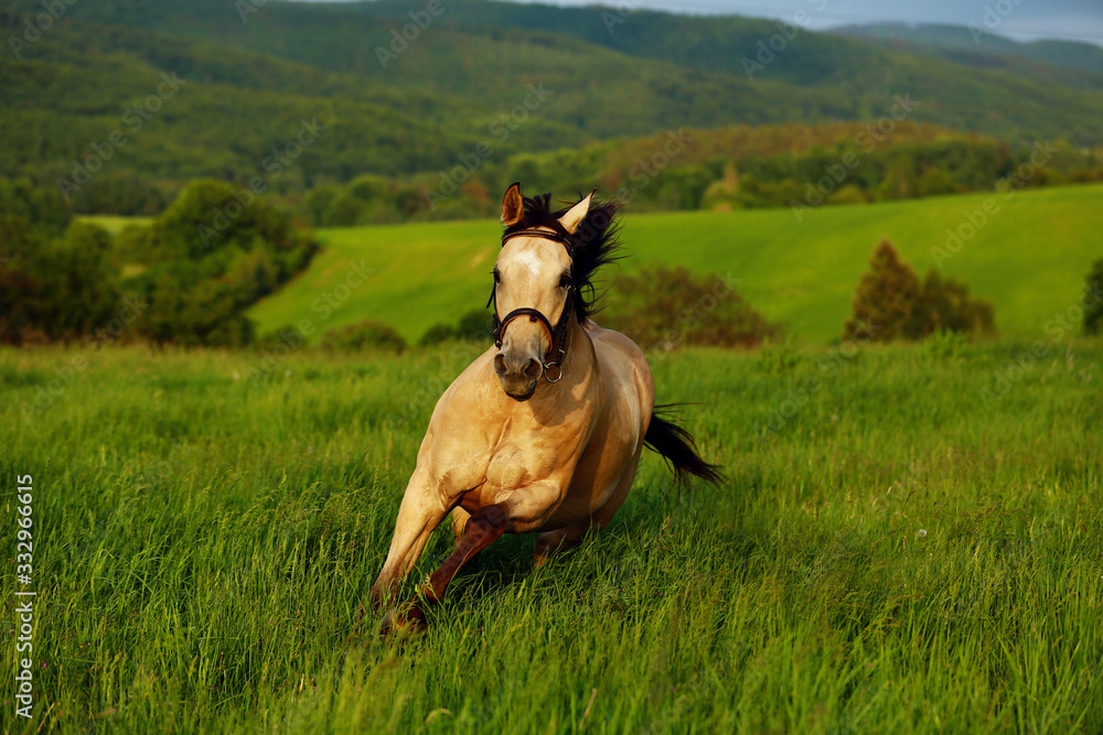 Buckskin quarter horse gallops through green meadow with high grass 