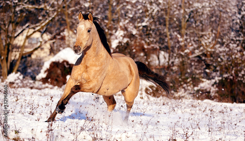 buckskin quarter horse gallops through snowy field