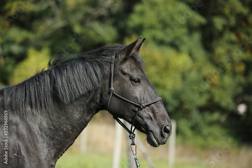 black horse head portrait, autumn background, horse head, black mare portrait 