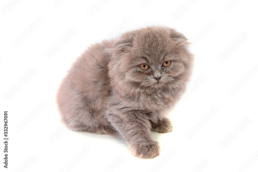 Small Scottish straight gray kitten sitting isolated wahite background