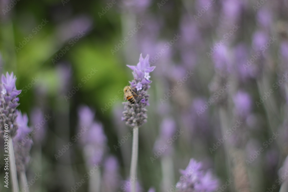 lavanda lavanda