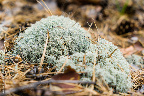 Lichen moss Cladonia rangiferina in the autumn pine forest. Close-up. photo