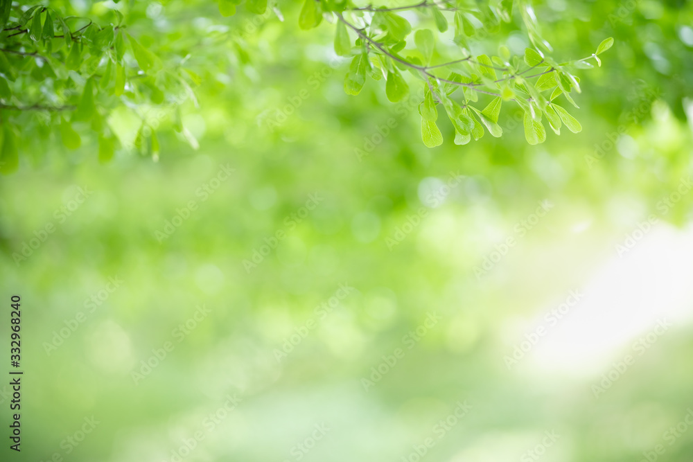 Close up of beautiful nature view green leaf on blurred greenery background under sunlight with bokeh and copy space using as background natural plants landscape, ecology wallpaper concept. Close up of beautiful nature view green leaf on blurred greenery background under sunlight with bokeh and copy space using as background natural plants landscape, ecology wallpaper concept.
