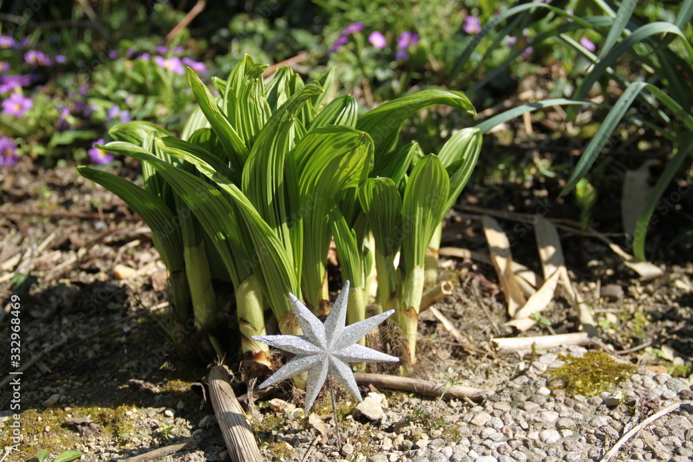Obraz premium Green spring leaves hosta silver star