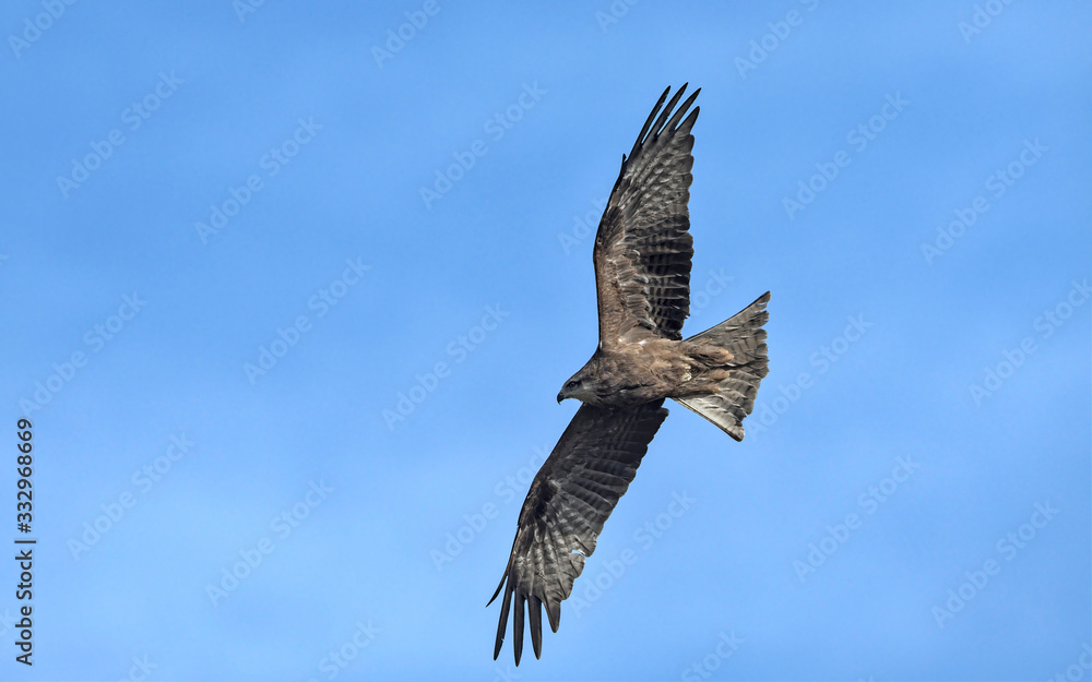 Obraz premium Milvus migrans (Black Kite), Crete