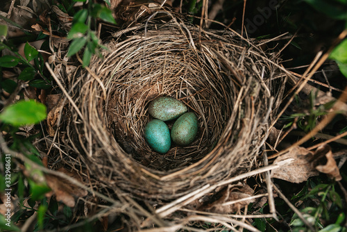 bird nest with azure eggs in nest