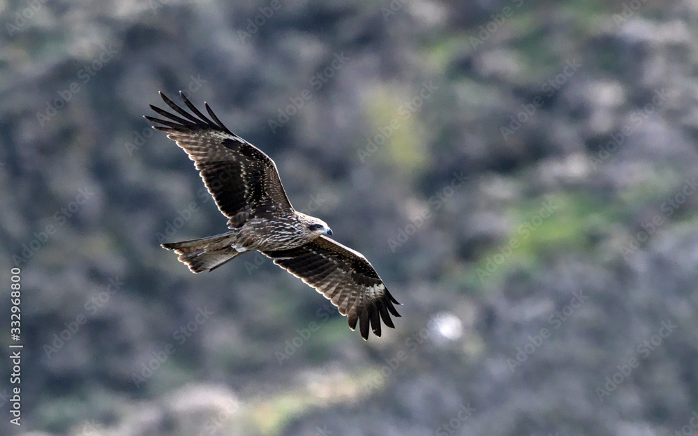 Fototapeta premium Milvus migrans (Black Kite), Crete