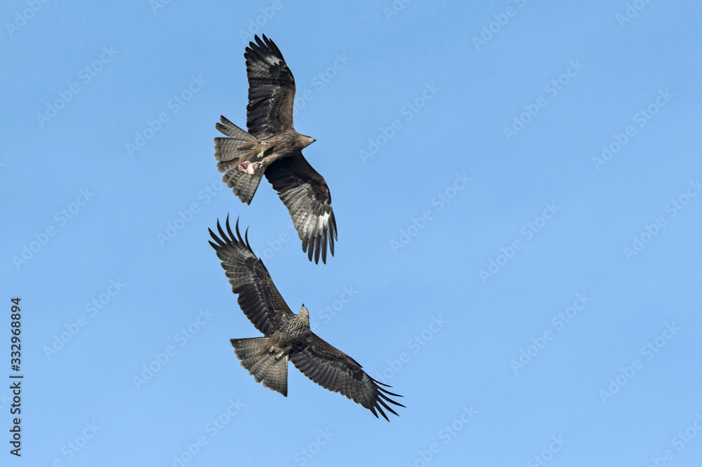 Obraz premium Milvus migrans (Black Kite), Crete