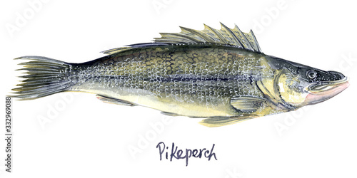 Bild auf Leinwand Pike perch fish