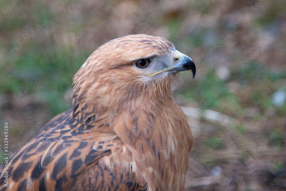Buzzard buteo close up portrait raptor bird Buzzard buteo close up portrait raptor bird