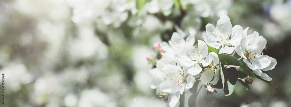 Blooming white apple tree branches in spring