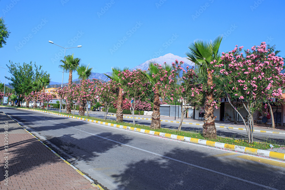 Boulevard with flowers and palm trees