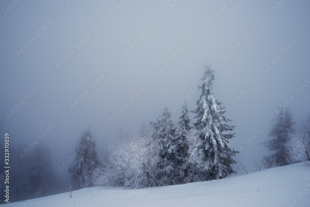 Winter foggy snowy minimalism. Huge firs in the snow and snowy gray haze.
