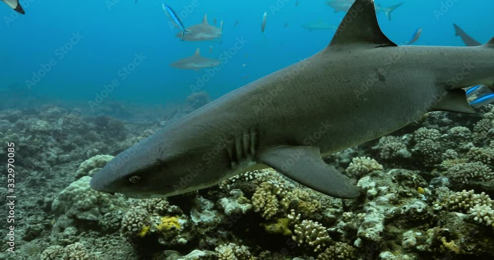 Whitetip reef sharks in the Pacific. Underwater life with sharks and fishes swimming in the Ocean. Diving in the clear water 4K Whitetip reef sharks in the Pacific. Underwater life with sharks and fishes swimming in the Ocean. Diving in the clear water 4K