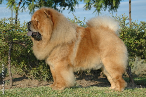 Chow Chow red oriental purebred dog © marcelinopozo