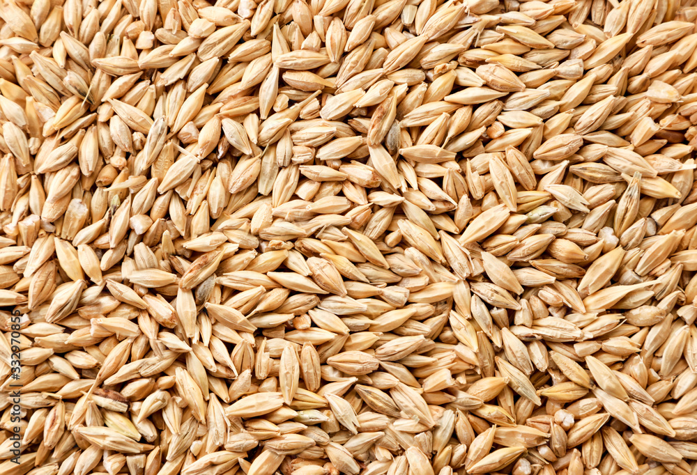 Barley grain background. The view from top Barley grain background. The view from top
