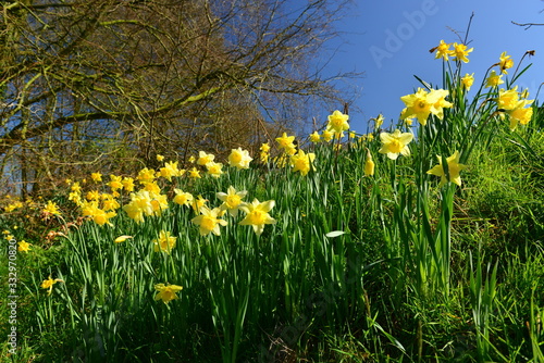 Fototapeta Naklejka Na Ścianę i Meble -  Rural Spring meadow, Jersey, U.K. High banking field or hill.
