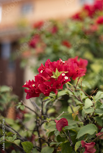 Fototapeta Naklejka Na Ścianę i Meble -  Fleur rouge des caraïbes
