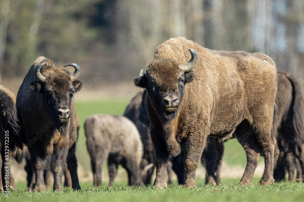 European bison - Bison bonasus in the Knyszyn Forest (Poland) European bison - Bison bonasus in the Knyszyn Forest (Poland)