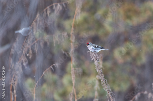 common redpoll on a grass