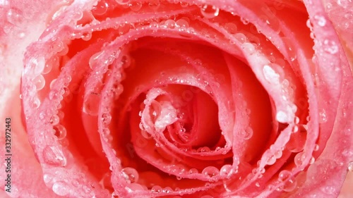 Beautiful pink rose macro background with water dropsBeautiful pink rose macro background with water drops photo