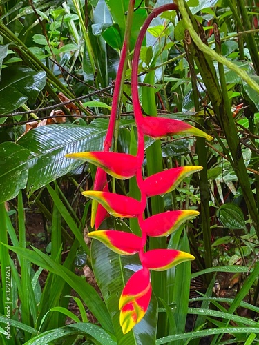 Hanging lobster claw heliconia blooming in the rainforest in Costa Rica photo