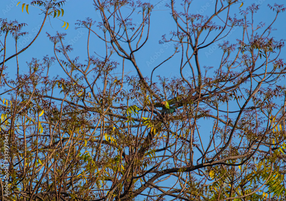 brown headed barbet taking flight from a tree brown headed barbet taking flight from a tree