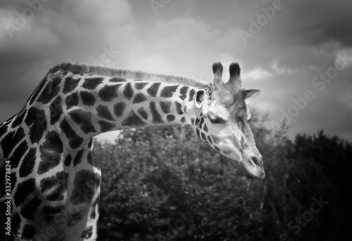 Photography giraffe in zoo