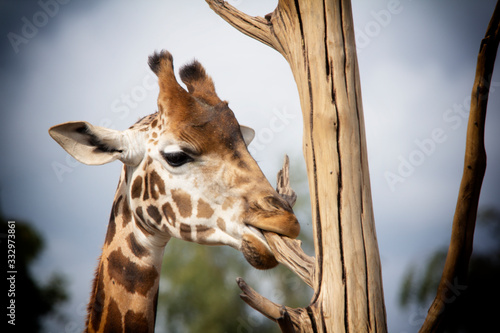 Photography portrait of giraffe