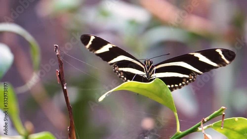 macro closeup of a zebra longwing butterfly, tropical insect specie from America