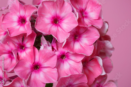 Fragment inflorescence of pink phlox isolated on a pink background, close-up. © ksi