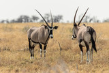 Oryx in the savannah in the heart of Etosha National Park, Namibia