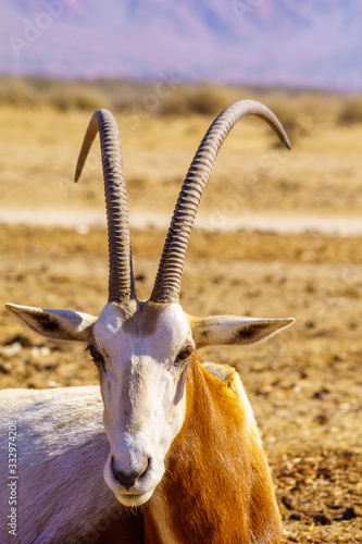 Scimitar-horned oryx, in the Yotvata Hai-Bar Nature Reserve