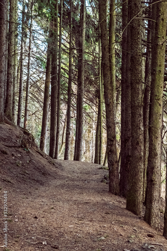 Obraz premium Hiking path in coniferous forest, Stiavnica Mountains, Slovakia