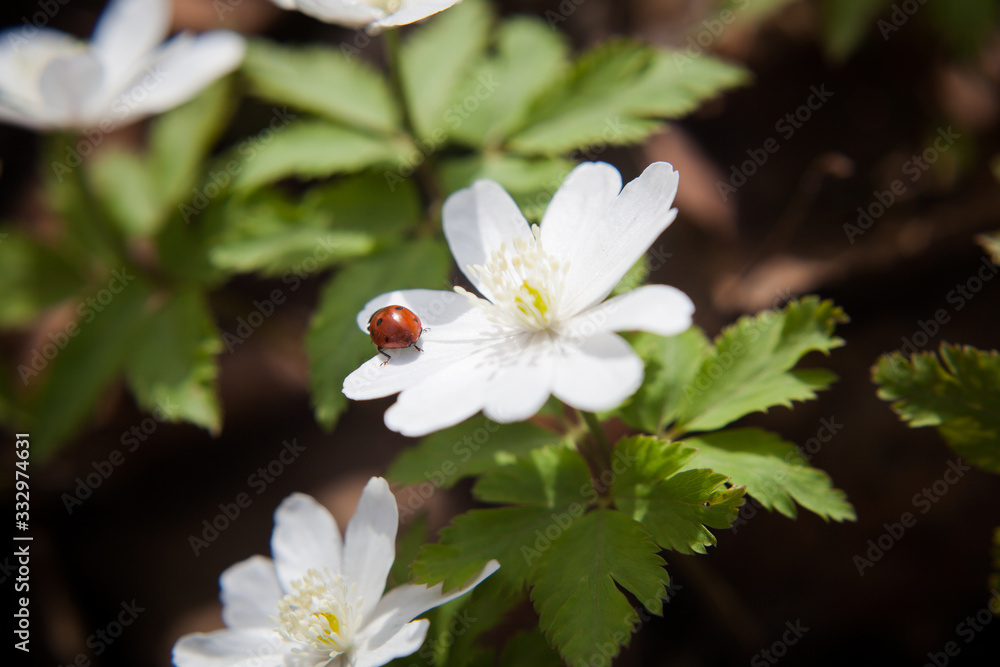 
red ladybug on a white snowdrop on a sunny spring day