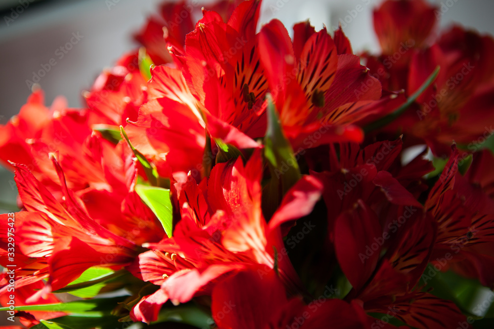 a bouquet of red alstroemeria closeup in the sunlight
a bouquet of red alstroemeria closeup in the sunlight