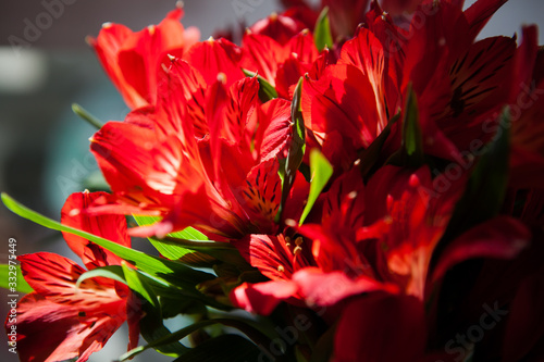  a bouquet of red alstroemeria closeup in the sunlight