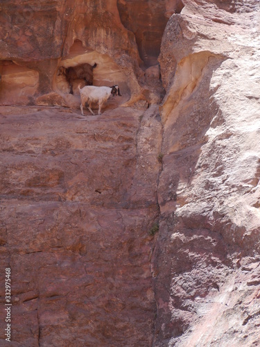 scenery with group of two goats in white and brown standing at a rocky cliff
