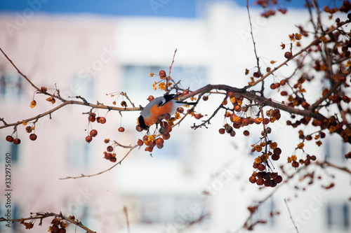 bullfinch on a wild apple tree eats berries against a blue sky