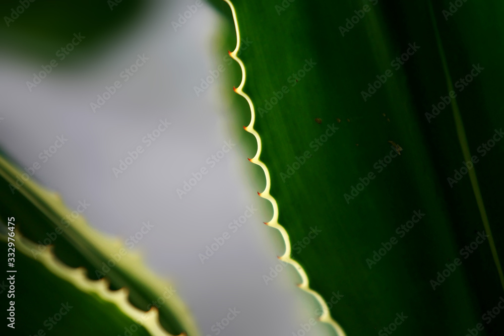 Naklejka premium Leaves Tropical forest trees texture background wallpaper