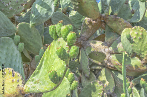 Opuntia ficus-indica (Prickly pear). Species of cactus. Summer time. Intense color