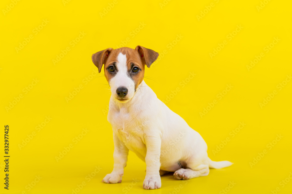 A puppy sits on a yellow background and looks at the camera. A trained little dog executes a sit command. Purebred Shorthair Jack Russell Terrier.